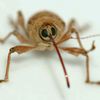 weevilbeing