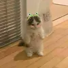 melke_dni