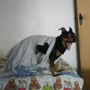 fantasma_091