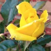 beatriz.c808