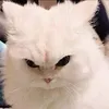 fudvjdvdnxh