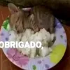 lupidiet