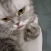 polkxw