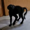 PetuniaYCholita