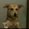 .sillhy