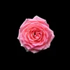 die_eine0634