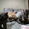 thebeegeesfam
