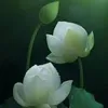 tuyduyen_95tv