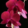 shereenangelie