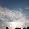 elits_cees7