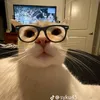 meodanghebaitrinh