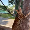 bengal_official44