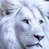 lassmaraka718