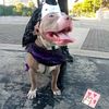 soyzoepitbull