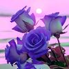 user7561202441490