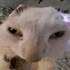 tisuky_xddcc