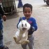 hemafarwla
