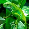 lizardgreen