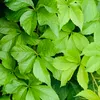 hanasakam.n