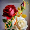farasha_alsa