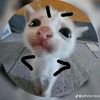 yuniorseoz