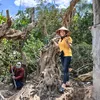 Chuối Giống Ngọc Cầm Vĩnh Long