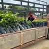 alhelmi_agro
