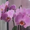 krystynaamiol