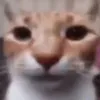 justacat1994
