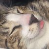 leroythepuddycat