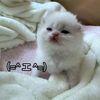 arishka11110