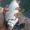 ajik7632