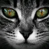 user8505242050524