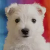 vloggar_12az