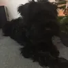 oscar_______2162