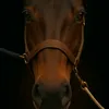 syennsrxgmp