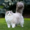 cat25565