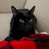 blackbeauty_introvert
