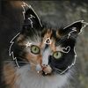 katz.onpawz_