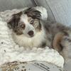 miniaussie_stass