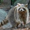 raccoon_485