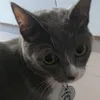 puchothecat.oficial