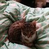 cherylmcjunkin7