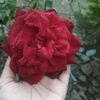 khulnajuboagro8