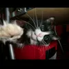 otchim_dimdimochki