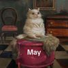 tamethecat