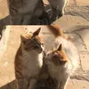 _changg_24