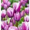 t8ulip88
