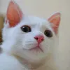 ccatscute