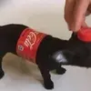 perritocola